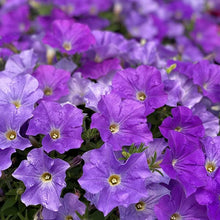Blue Phantom petunia  vibrant annual flower seed
