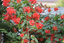 Holmskioldia Seeds (Chinese hat) for a lasting display in the outdoor gardens