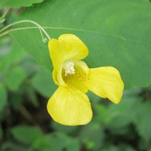 Jewelweed Impatiens Pallida Yellow Native Wildflower Seeds for a lasting display in the Pollinator Natural Areas