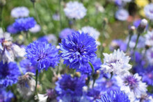 Chinese Houses Native Wildflower Seeds for growers seeking a long-blooming display