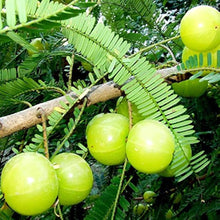 Gooseberry Fruit Bonsai Organic Seeds for a sweet addition to the home orchard