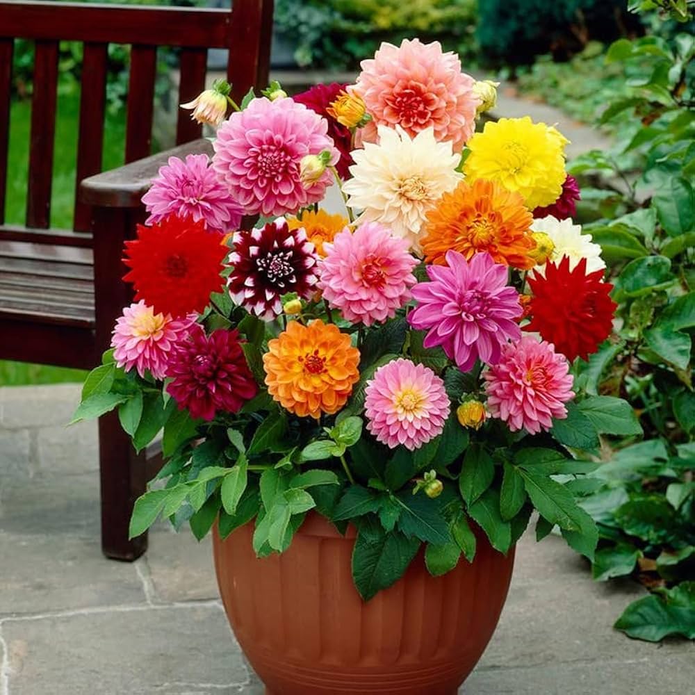Red and White Dahlia Dahlia pinnata flower seeds for planting in backyard garden borders - for planting in home garden
