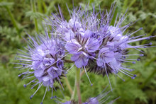 Lacy Phacelia Purple Yarrow Seeds for gardeners building out beds and borders