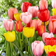 Mixed Tulip Seeds for colorful blooms in the Urban Garden