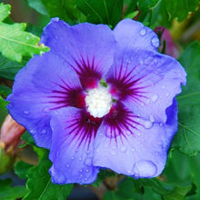 Double Seeds (Rose von) for a colorful addition to any planting