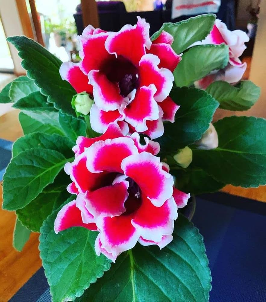 Mixed Gloxinia Gloxinia spp. for planting in flower bed
