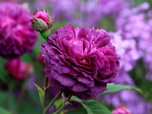 Purple Climbing Rose Seeds for fast cover along a fence or wall