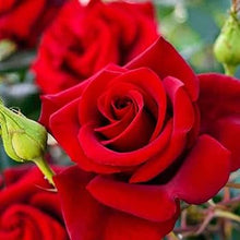 Bonsai Polyantha Rose Seeds for long-term planting in the yard