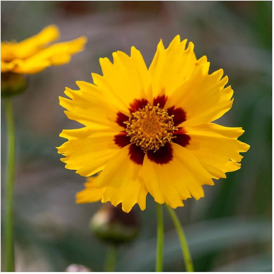 Coreopsis Largeflower Tickseed Seeds for a colorful addition to any planting
