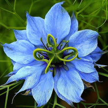 Nigella Papillosa Seeds (Nigella papillosa) for colorful blooms in the flower beds and wildflower gardens