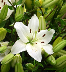 Lily Seeds (Lilium spp.) for colorful blooms in the Flower Garden