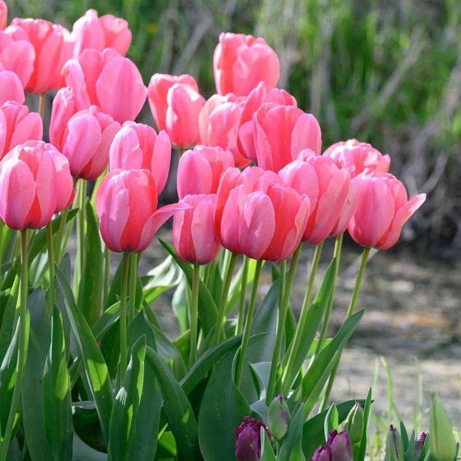 Barcelona Tulip Tulipa spp for planting in flower bed