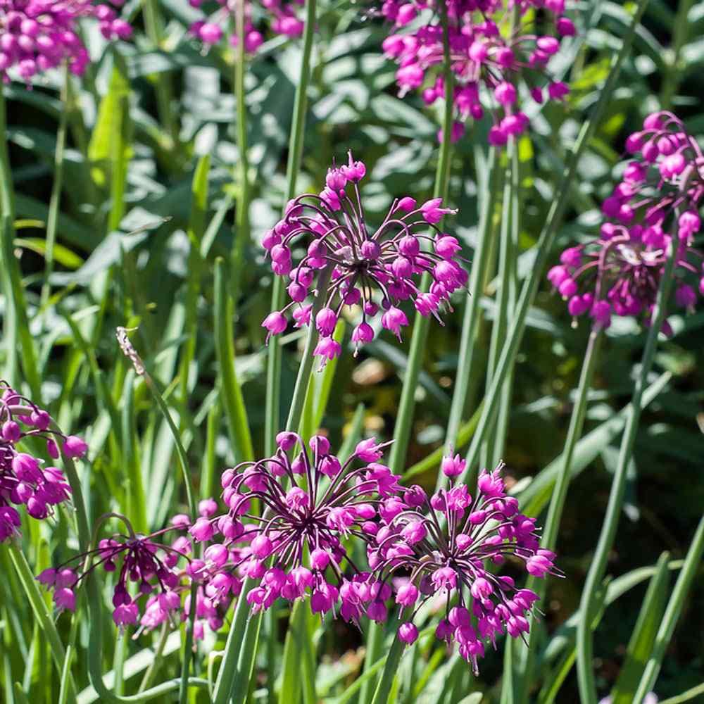 Wobble Pink Onion ��������� Allium cernuum ��������� for planting in flower bed