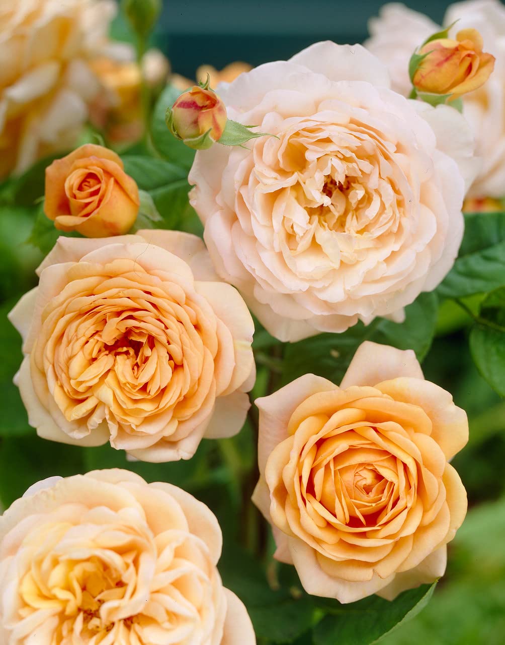 Climbing Rose Rosa Hybrida Flower Seeds for Planting in Home Garden and Trellises - for planting in home garden