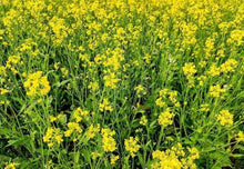 Mustard Seeds for productive rows in the Pots