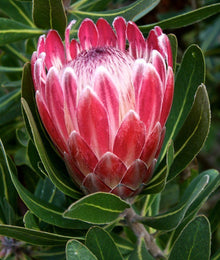 Protea Cynaroides Seeds for a lasting display in the Flower Bed & Urban Garden