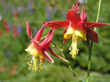 Columbine flower Aquilegia Tequila Sunrise Seeds for seasonal color across the home garden beds or perennial flower borders