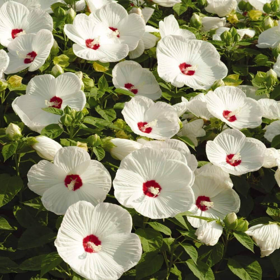 Hibiscus Hibiscus Rosa-Sinensis Rare White Gray Pink Flower Seeds for Planting – Suitable for Unique Ornamental Displays