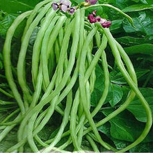 Long Bean Seeds (Vigna unguiculata) for productive rows in the Kitchen Trellis Planting