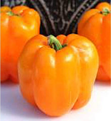 Sweet Orange Pepper Seeds for growers stocking a kitchen garden