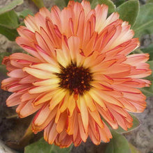 Pink Surprise Seeds (Calendula officinalis) for a bright addition to the Flower Home Garden