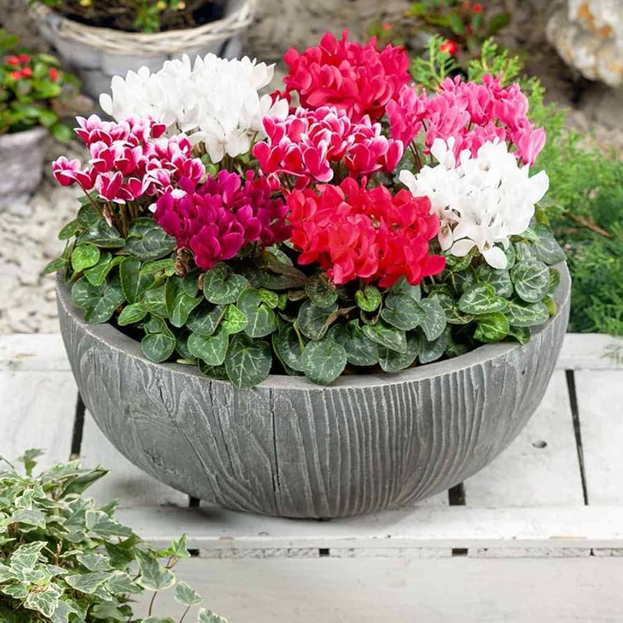Cyclamen Cyclamen persicum for shaded patio planting