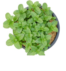 Mosquito-Repelling Flower & Herb Seeds for a bright addition to the Garden & Vegetable Patch