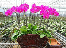 Hydroponic Phalaenopsis Orchid Plant - for planting in home garden