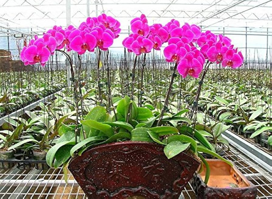 Hydroponic Phalaenopsis Orchid Plant - for planting in home garden