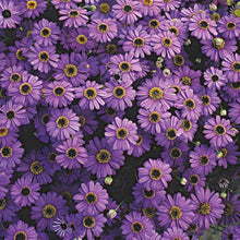Brachycome Bravo Series Violet Black Eye Annual Seeds for growers seeking a long-blooming display