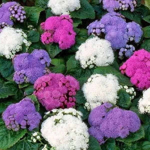 Ageratum mexicanum ��������� White ageratum flowers for planting in garden borders