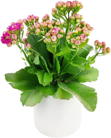 Kalanchoe Seeds for a colorful addition to any planting