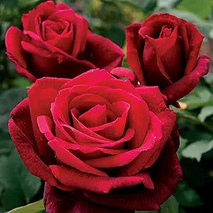 Red Rose Rare Perennial Flower - for planting in home garden