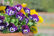 Pansy Mix Color Viola Tricolor Seeds for a colorful addition to any planting