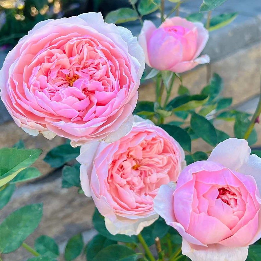 Mini Heirloom Rose 'Qiu Ball' Mixed Colors Flower - for planting in home garden