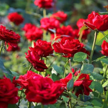 Heirloom Red Roses Fire Bush Seeds for growers filling out the Garden Projects