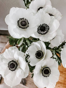 Anemone KANADA WINDFLOWER Wind WHITE PERENNIAL Blume Samen Seeds for reliable seasonal color
