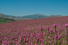 Sainfoin Seeds for gardeners building out beds and borders