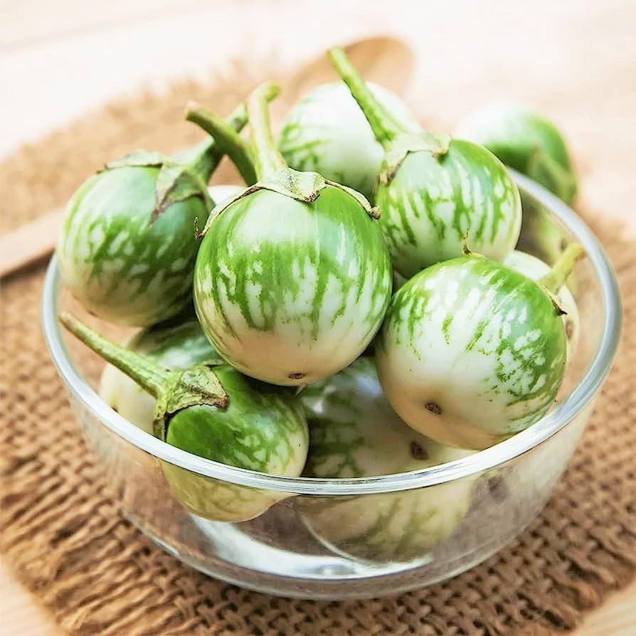Thai Eggplant Petch Siam Solanum melongena seeds for planting in vegetable patch
