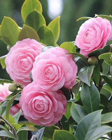 Camellia flower Seeds (Camellia japonica) for colorful blooms in the pots, balcony, or backyard gardening