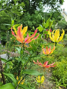 Gloriosa Lily Plant for Elegant Garden Displays Seeds for a lasting display in the Elegant Garden Displays