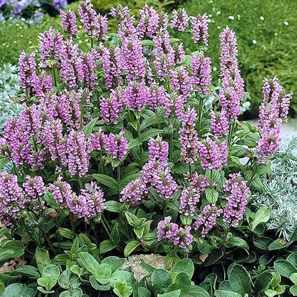 Nepeta Nepeta spp. for planting in herb bed