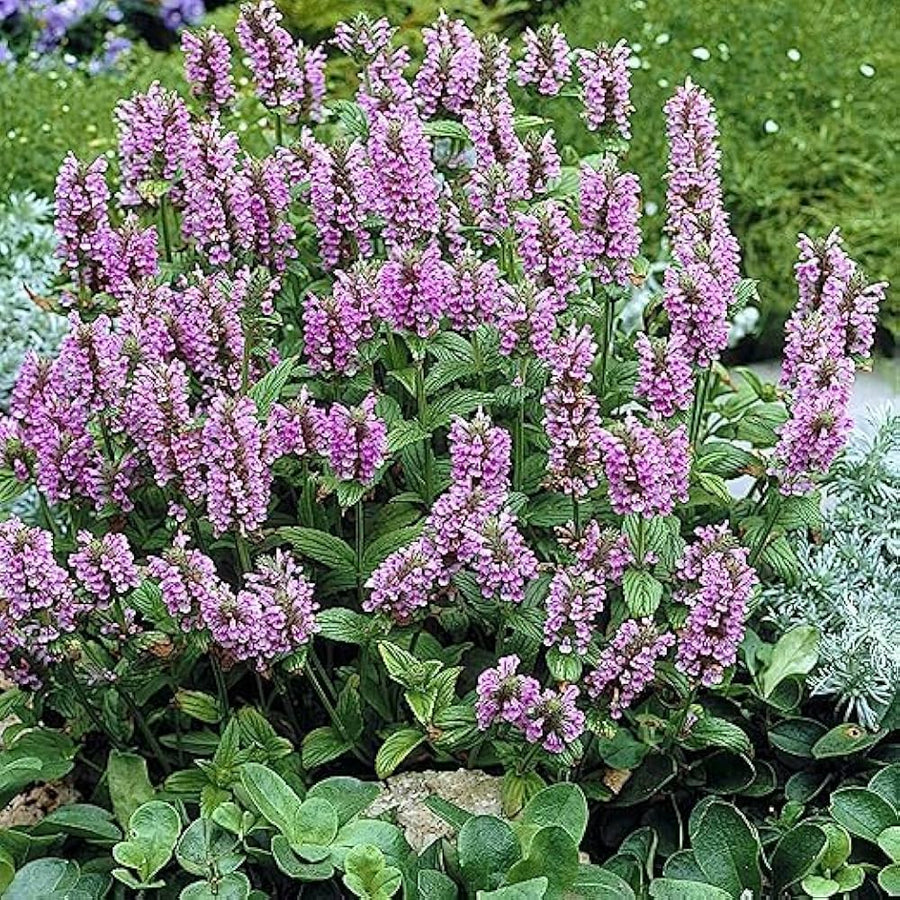 Nepeta Nepeta spp. for planting in herb bed
