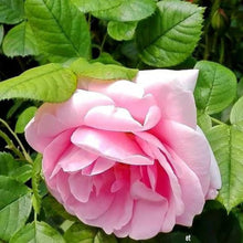 Rose Seeds (Rosa hybrida) valued for backyard Gardening