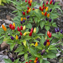 Wild Sky Pepper Seeds for home growers seeking a reliable harvest