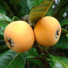 Uvaria Grandiflora Seeds grown for exotic Tropical Fruit Shrub