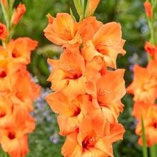 Gladiolus Perennial Flower for Planting Light Orange Garden Seeds for a bright addition to the Light Orange Garden