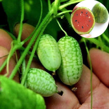 Mini Watermelon Seeds (Citrullus lanatus) for productive rows in the Home Container Planting