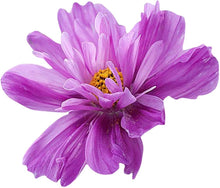 Double Cosmos Cosmos Bipinnatus flower seeds for planting in home garden and seasonal flower beds - for planting in home garden