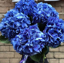 Blue Hydrangea Macrophylla Seeds for fast cover along a fence or wall